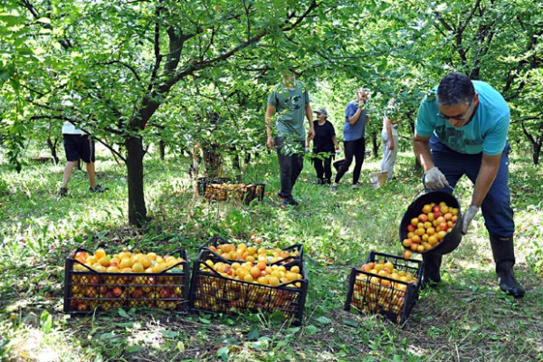 Ljeljenča: Rod marelice "ruskinja" podbacio