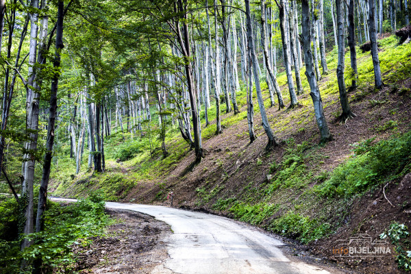 U šumi pronađeni mrtvi migranti