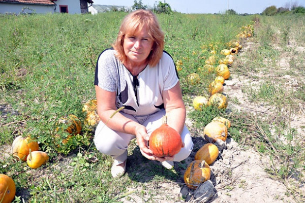 Sijerići najveći proizvođači bundeva u BiH