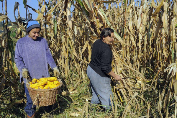 Kukuruz u Semberiji dobro rodio, ratari zadovoljni i kvalitetom