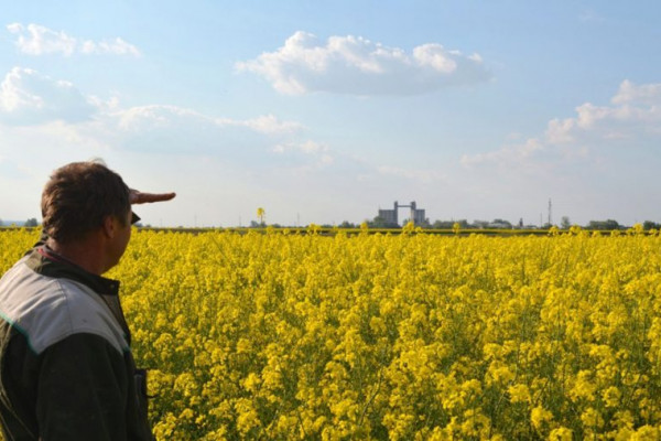 Završena sjetva uljane repice u Semberiji