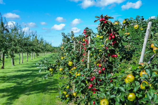 U Semberiji se završava berba jabuka