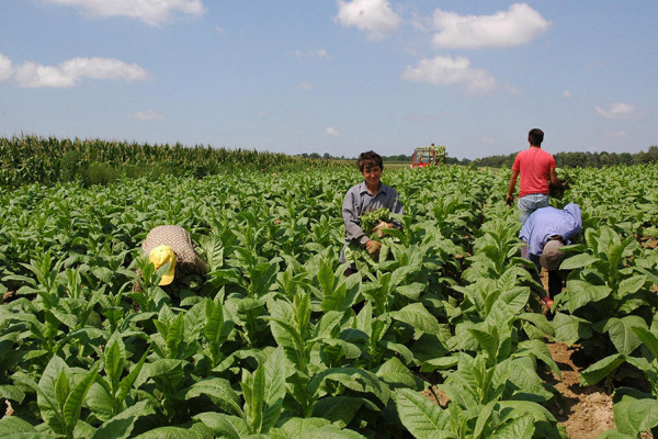 Semberija: Berba duvana u punom jeku