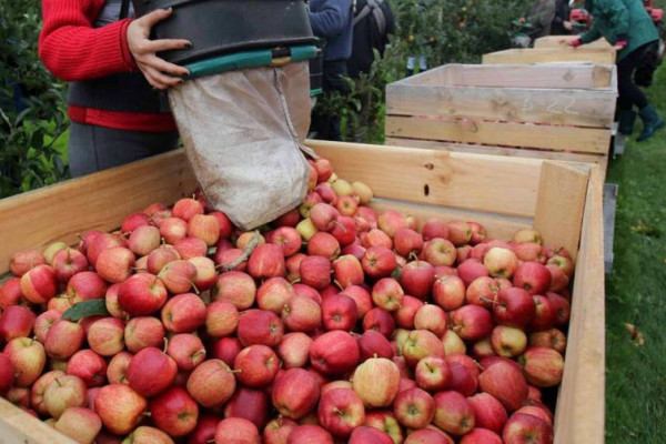 Završava se berba jabuka u Semberiji: Dobar kvalitet, ali je cijena niža od prosječne