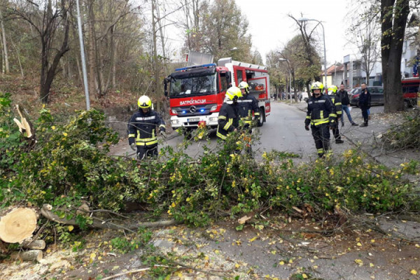 Srušilo se stablo u Banjaluci, oštećena dva automobila