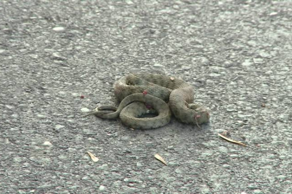 U centru Bijeljine danas uočena zmija