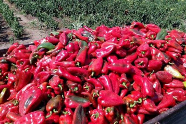 Sembercima zarada, “Savi” domaća paprika