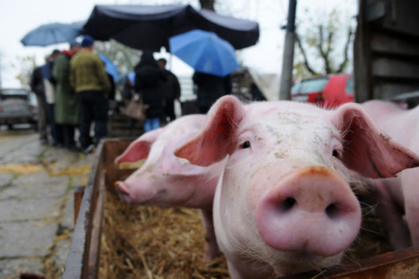 Praznici podigli cijenu prasića