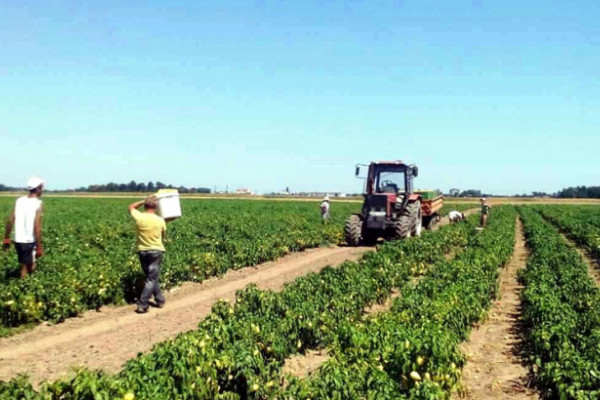 Semberija: Povrće će u tegle domaćeg proizvođača