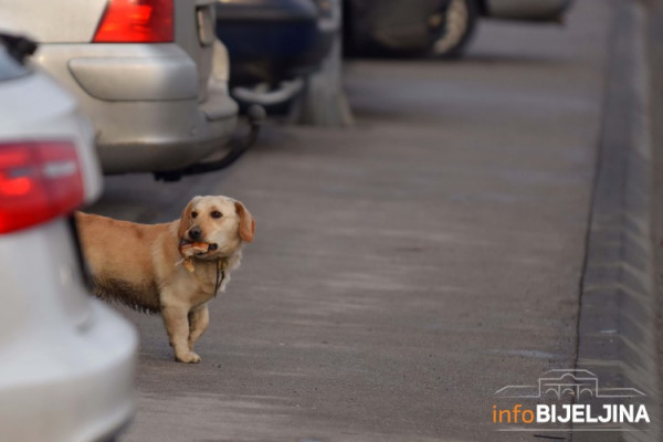 Bijeljina: Zaustavite one koji muče i ubijaju pse /FOTO/