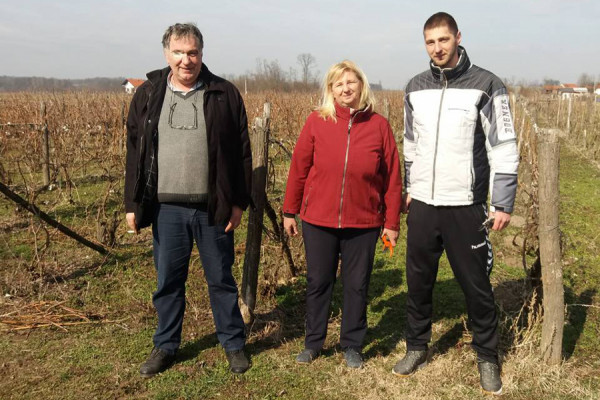 Rijetki vinogradari Semberije