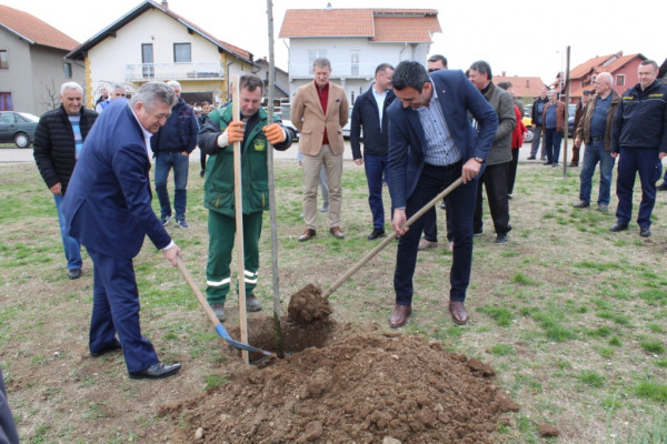 Sadi se drvored u Koviljušama