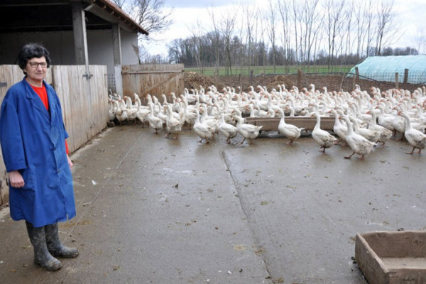 Guske iz Semberije završile i u filmovima i magistarskim radovima
