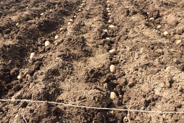 Počela sadnja krompira u Semberiji