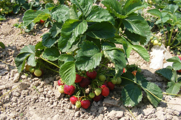 U Semberiji sve više proizvođača jagode