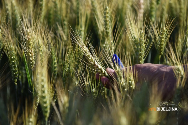Stroge kontrole površina zasijanih pšenicom, Bijeljina među prvim gradovima na listi za kontrolu