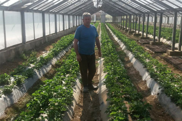 Jagode iz Semberije već na tržištu, cijena i do sedam KM