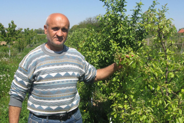 Semberac Nikola Nikolić od zaborava čuva autohtone sorte voća