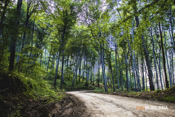 Deset firmi iz Bijeljine na “crnoj listi“ Šuma Srpske, biće posla za sudove