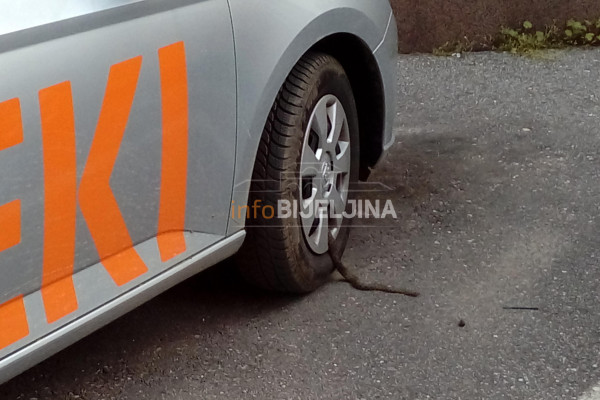 Zmija uznemirila mještane naselja Dašnica /FOTO/