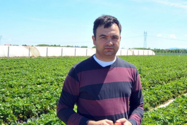 Bijeljina: Magistar informatike uzgaja jagode i trešnje