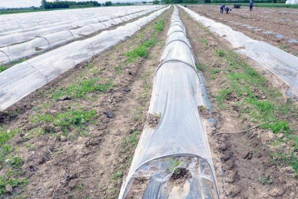 Obilne padavine i hladno vrijeme tokom maja donijeli brigu poljoprivrednicima