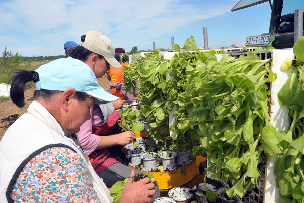 Kasni sadnja duvana u Semberiji i Posavini