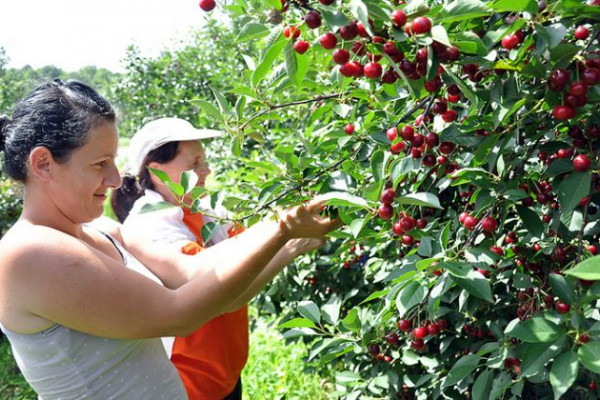Berba višnje u Semberiji