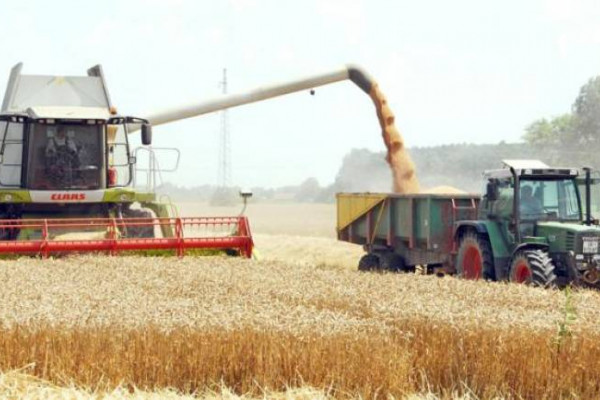 Počela žetva u Semberiji, prinosi dobri