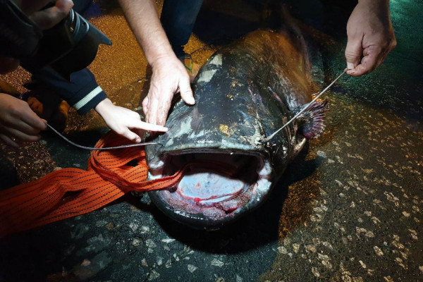 Višegrad: Upecao soma od 84 kilograma i dugog 2,5 metra