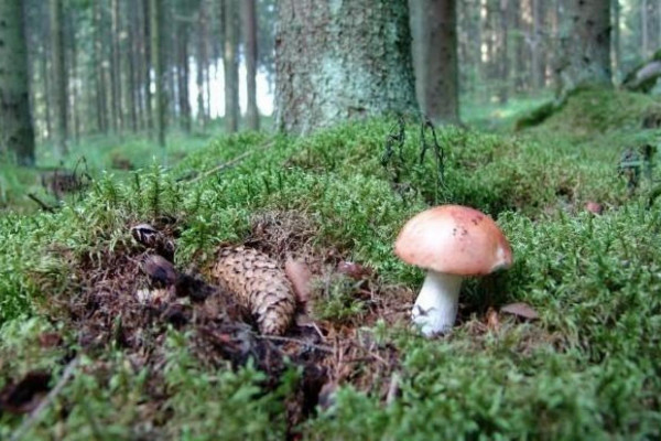 Tražio gljive u šumi, pronašao SKELET MISTERIOZNE ŽENE