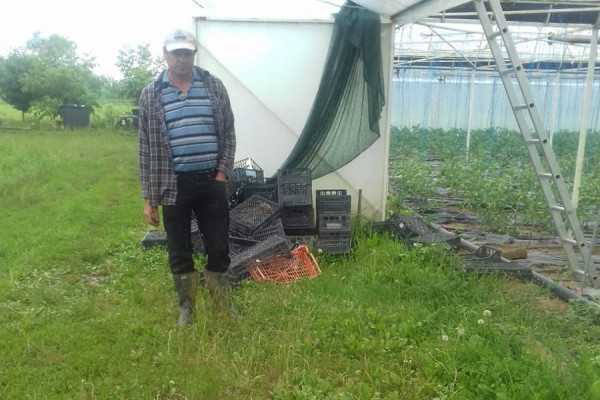 Poslije nevremena, voće i povrće uništavaju bolesti