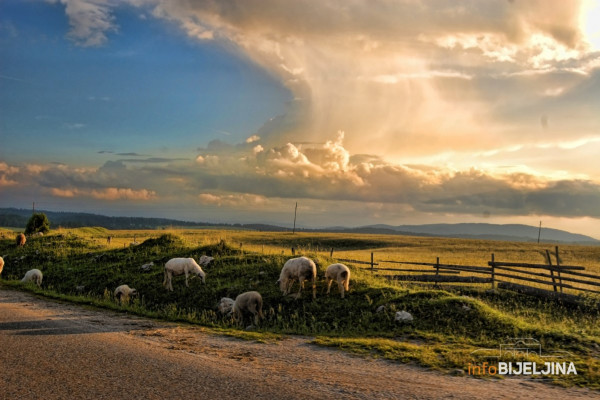 Od udara groma stradalo stado ovaca