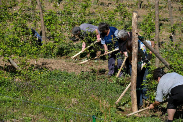 Na njivama i voćnjacima pune ruke posla, a sezonskih radnika sve manje