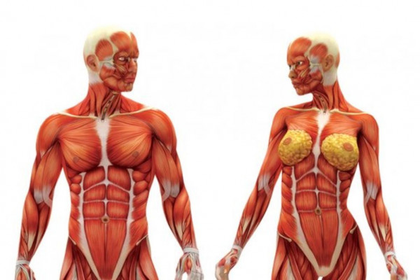 Naučnici otkrili novi organ u ljudskom tijelu