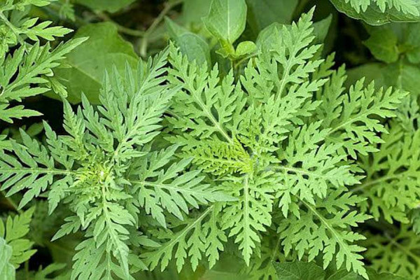 Ambrozija će biti pokošena na 59 hektara