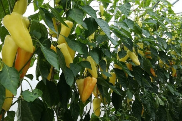 Janja: Rod paprike dobar, otkupna cijena veća za 10 odsto