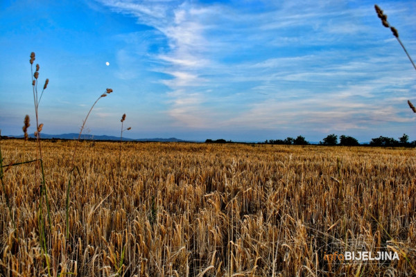 Podrška od pet feninga za pšenicu ogromna za farmere