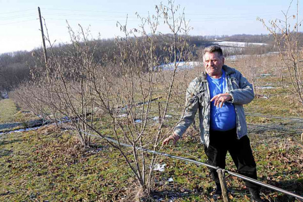 Počela berba lješnika u Semberiji