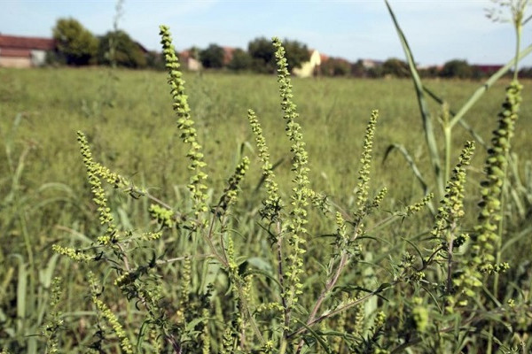 Ambrozija uklonjena sa svih prijavljenih poljoprivrednih površina