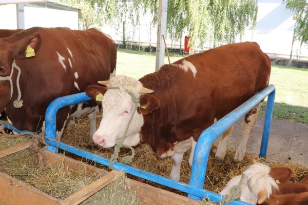 Interagro Bijeljina: Visokokvalitetna grla ponos stočarstva Srpske