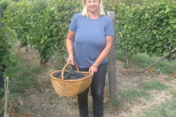 VINO S DUŠOM IZ VELIKE OBARSKE: Berba grožđa u vinogradu porodice Vojinović