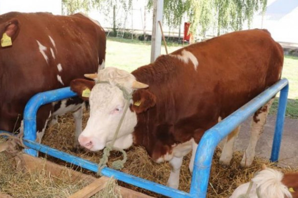 Bijeljinac prodaje kravu, uvezenu iz Njemačke sa urednim papirima