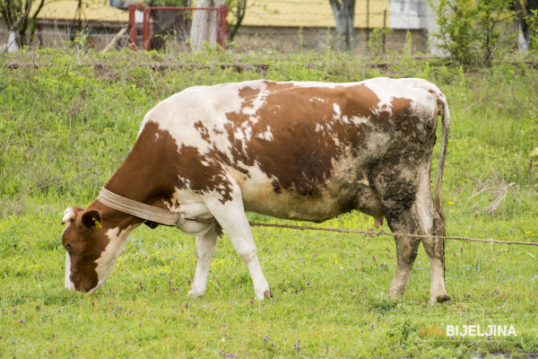 Ugroženo stočarstvo u Semberiji: Neophodne hitne mjere pomoći