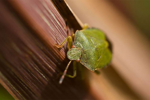 TERORIŠU VAS SMRDIBUBE? Ovo je NAJBOLJI NAČIN da ih se riješite /VIDEO/