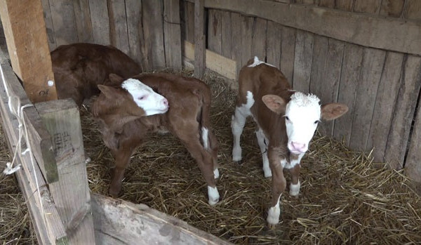Rijedak slučaj u stočarstvu, domaćini presrećni: Brezulja otelila tri teleta