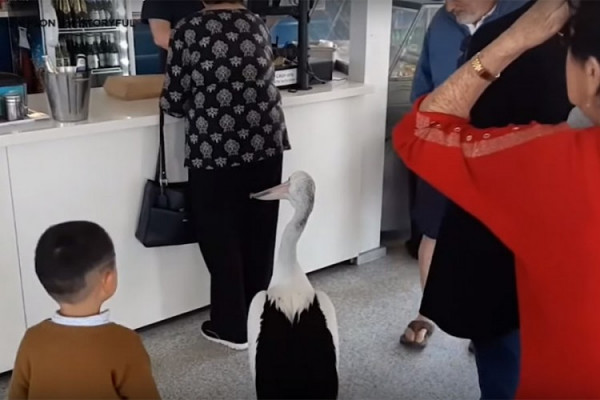 Pelikan zalutao u restoran, pa stao u red za hranu