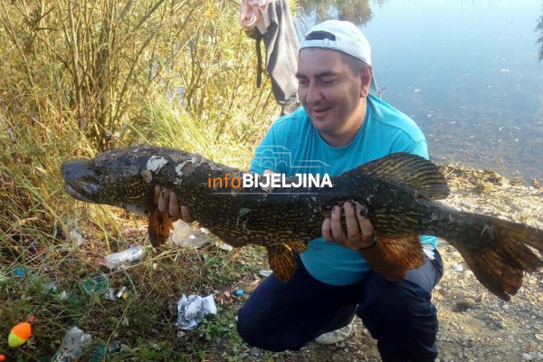 Bijeljinski ribolovci upecali ogromnu štuku /FOTO/