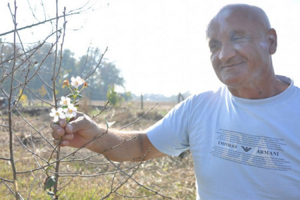 U voćnjaku u Bijeljini procvjetala višnja