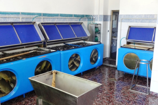 Potražnja za svježom ribom u Bijeljini